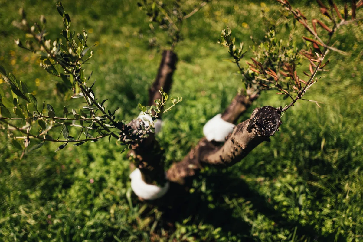 Von oben auf einen jungen Olivenbaum, dessen gekappte Äste an den Schnittstellen mit weißen Verbänden umwickelt sind