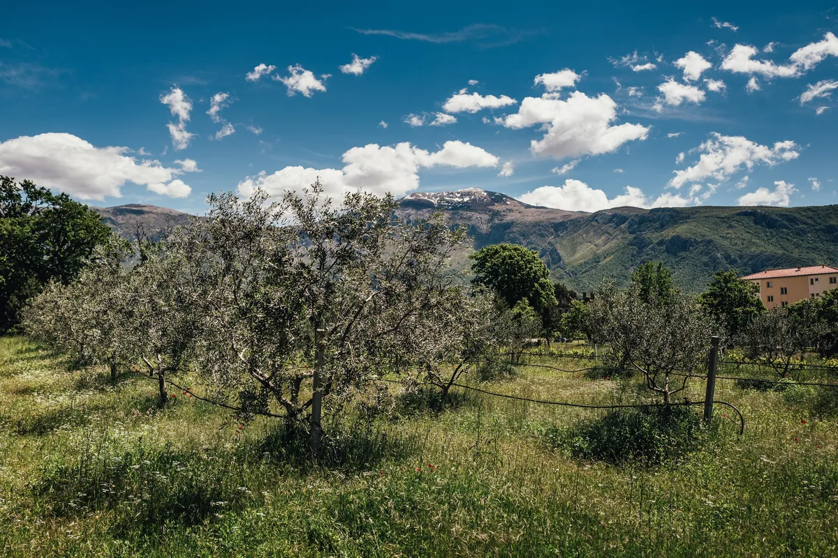 Olivenbäume mit silbrigem Laub auf einer Wiese, hinten ein Gebirge mit Schneeresten und rechts ein Haus mit rotem Dach