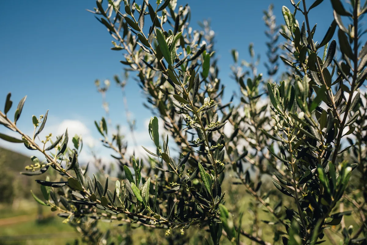 Nahaufnahme von Olivenzweigen mit schmalen Blättern und kleinen Blütenknospen vor blauem Himmel