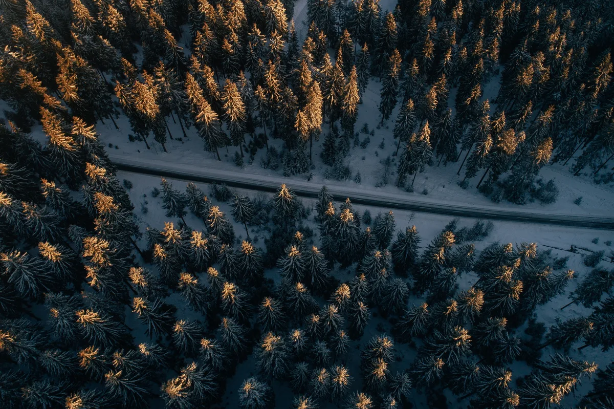 Senkrechter Blick auf eine Straße durch einen verschneiten Fichtenwald, die Wipfel leuchten im Abendlicht orange