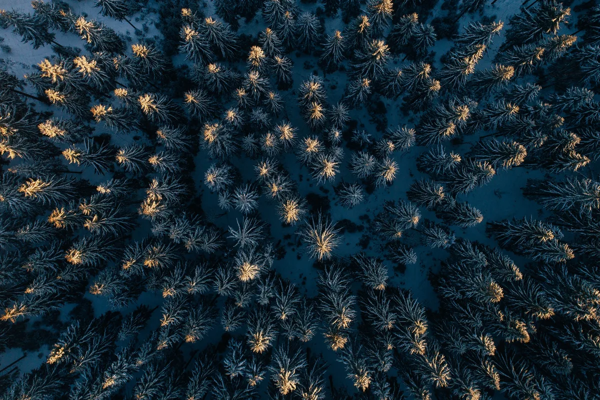 Draufsicht auf dicht stehende, verschneite Fichten, deren Spitzen goldenes Licht tragen, dazwischen blauer Schattenschnee