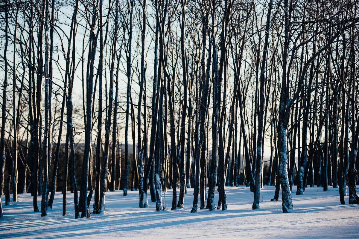 Dicht stehende kahle Stämme einer Baumgruppe im Schnee, deren Rinde blau im Schatten liegt, der Himmel dahinter ist hell