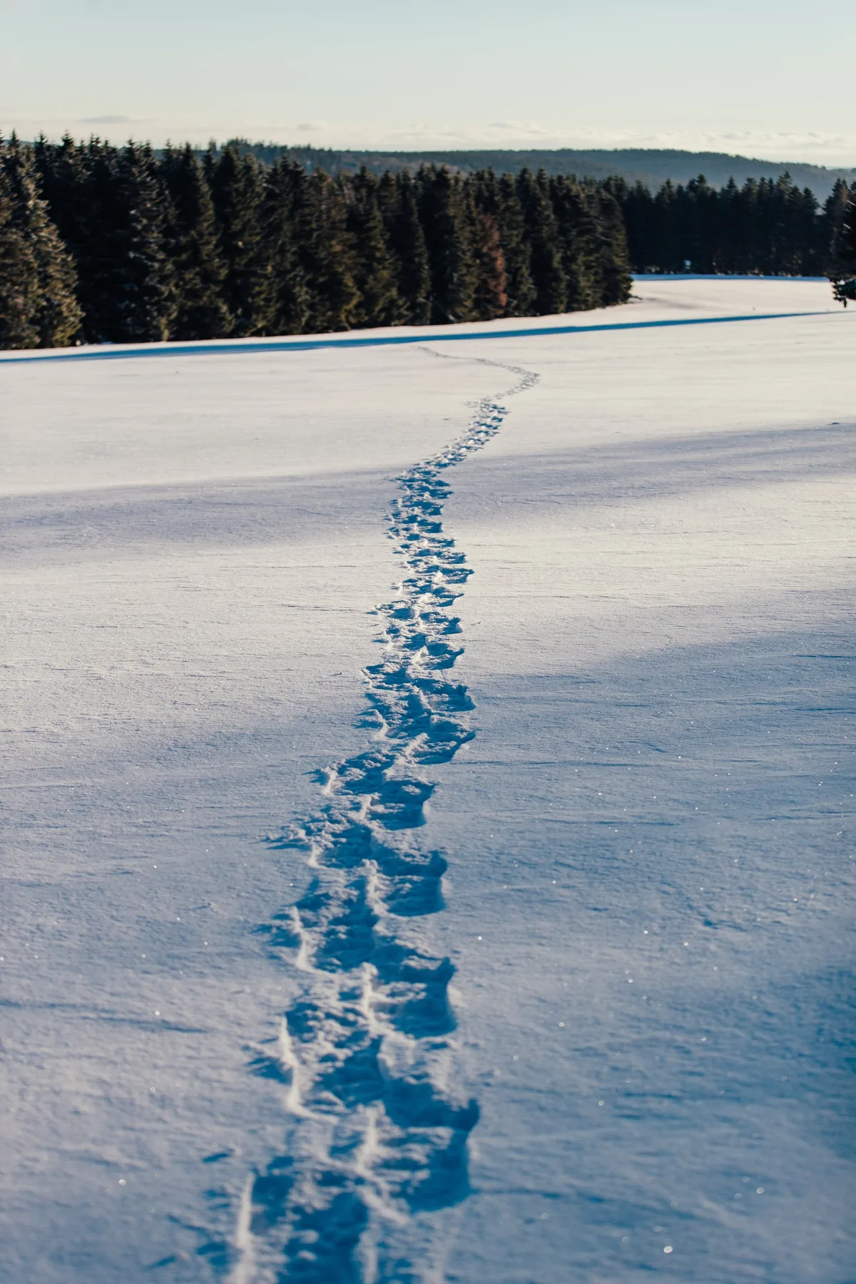Hochformat: Eine einzelne Spur von Fußabdrücken zieht sich durch tiefen Schnee auf einen Streifen dunkler Fichten zu