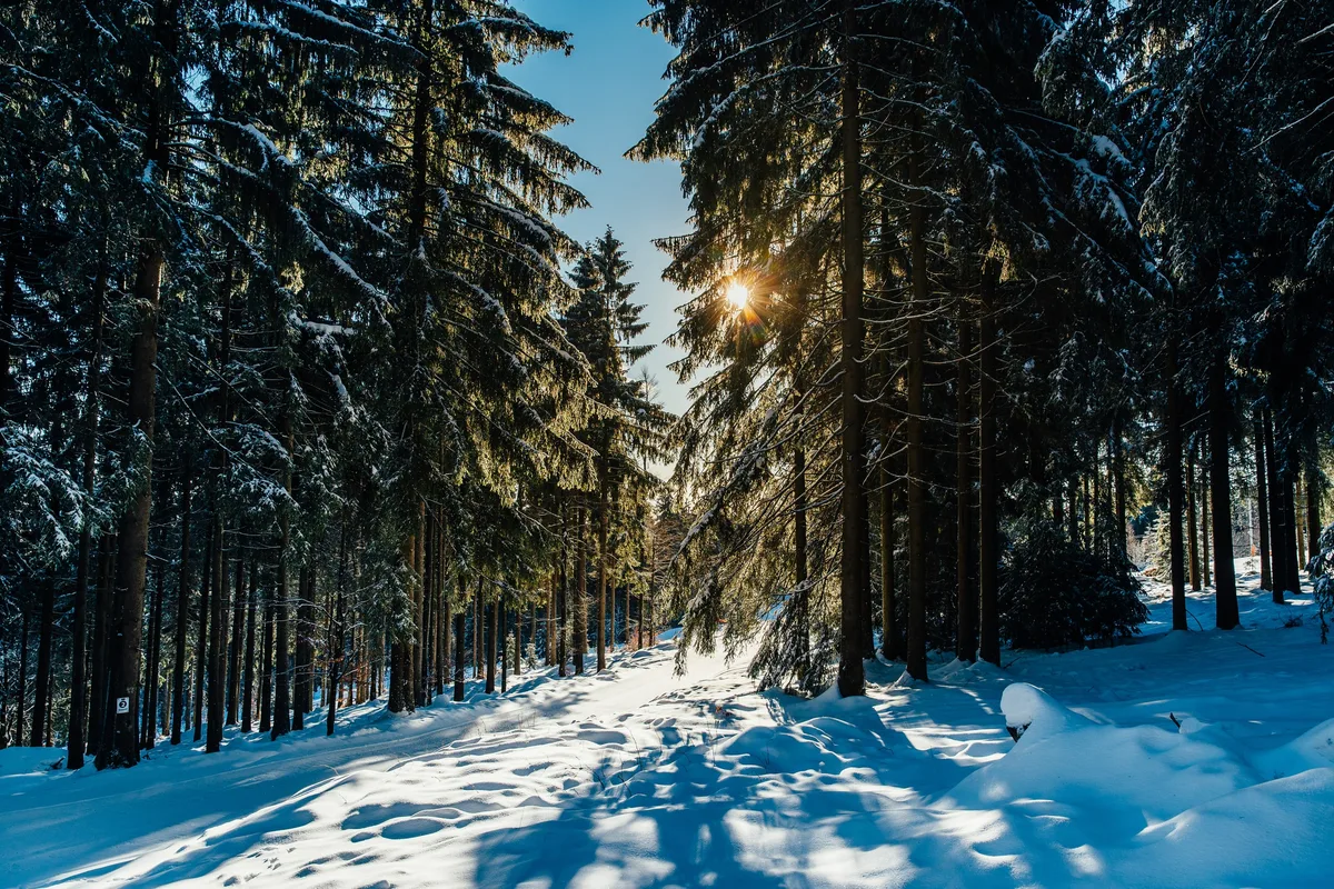 Verschneiter Waldweg zwischen hohen Fichten, mittig scheint die Sonne durch die Äste, links ein Wegmarkierungsschild am Stamm