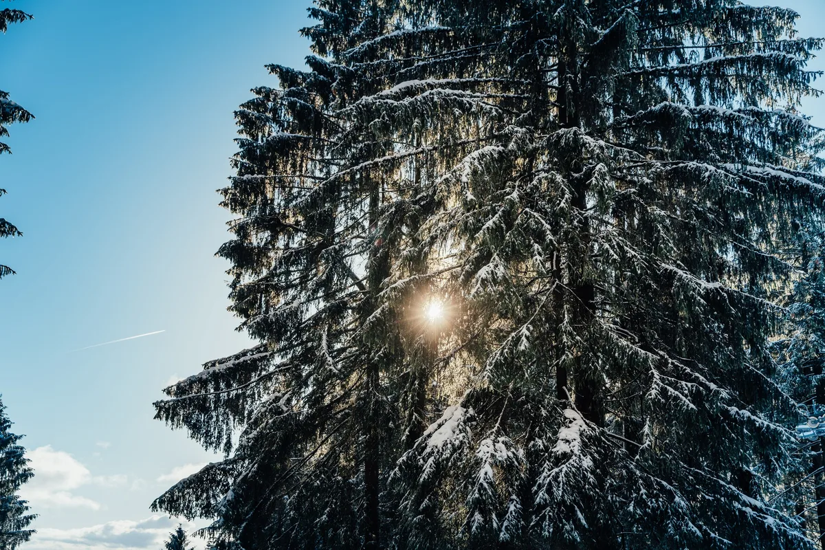 Hohe, schneebeladene Fichte von unten, die Sonne scheint als Lichtpunkt durch die Zweige, links Himmel mit Kondensstreifen