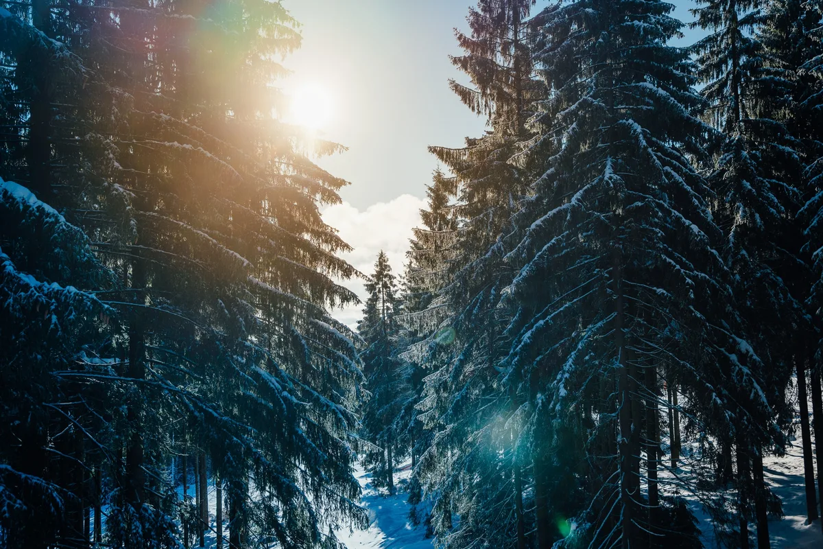 Schneebedeckte Fichten in einer Waldschneise, links strahlt die Sonne mit Streulicht in warmem Orange in die Baumkronen