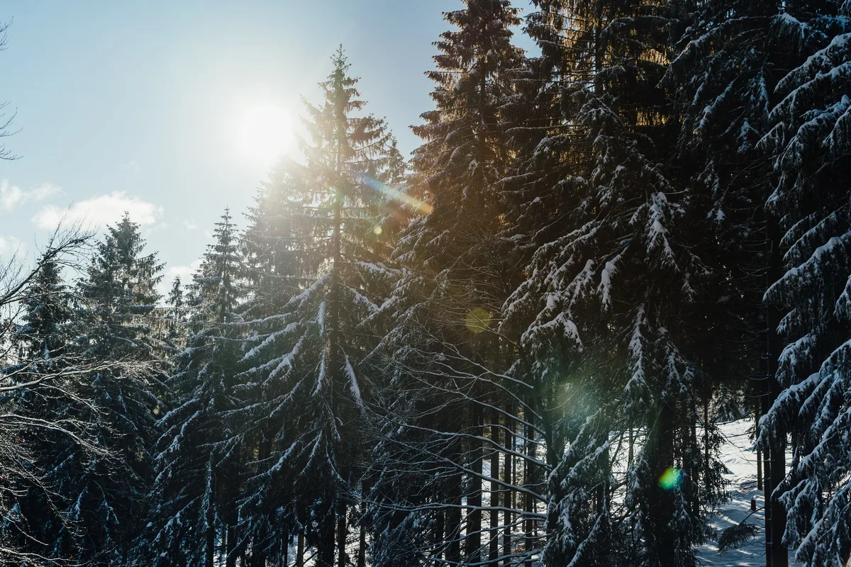 Sonne über einem Fichtenhang mit dick verschneiten Ästen, im Vordergrund einzelne kahle Zweige, Lichtreflexe im Objektiv